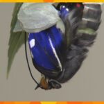 青色の羽持つ日本の国蝶オオムラサキが次々と羽化来月までに約匹が自然へ京都福知山市