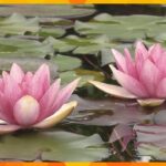約品種色鮮やかなスイレンの花が見ごろ滋賀草津市の水生植物公園みずの森