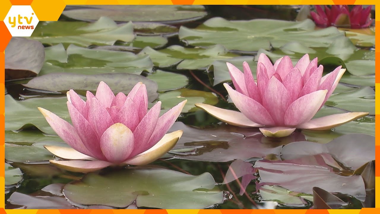 約品種色鮮やかなスイレンの花が見ごろ滋賀草津市の水生植物公園みずの森