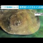 世界初飼育下の繁殖イバラエイの赤ちゃん公開沖縄美ら海水族館(2023年6月21日)