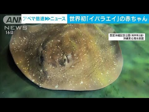 世界初飼育下の繁殖イバラエイの赤ちゃん公開沖縄美ら海水族館(2023年6月21日)