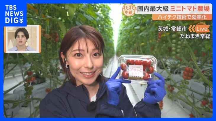 国内最大級のミニトマト農場最先端の技術が詰まった農場で上村彩子アナウンサーが収穫体験すたすた中継TBSNEWSDIG