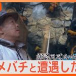 密着スズメバチハンター月に入り駆除依頼増遭遇したらどうするNスタ解説TBSNEWSDIG