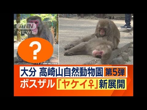 メスのボスザルヤケイ失恋相手に王座明け渡し母親に赤ちゃん出産(2023年6月22日)