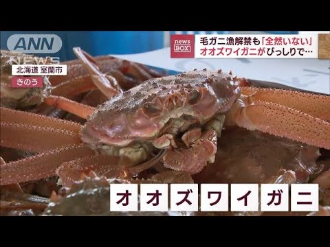 毛ガニ漁解禁も全然いないオオズワイガニびっしりで(2023年6月22日)