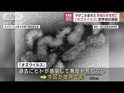 マダニにかまれた茨城の女性死亡オズウイルス世界で初めての感染例(2023年6月23日)