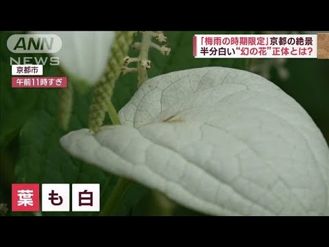 梅雨限定京都の絶景曇り空で映える床カエデ半分白い幻の花(2023年6月23日)