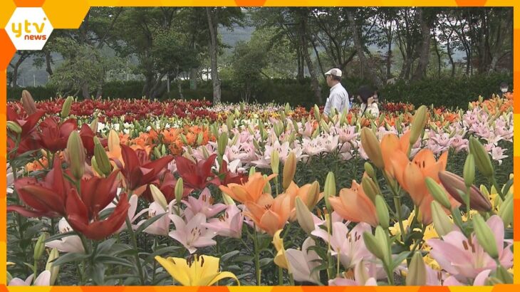 色鮮やか約品種万本ユリが見ごろ兵庫丹波篠山市篠山玉水ゆり園で月上旬まで