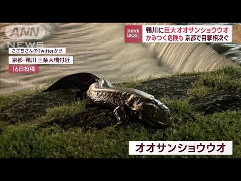 鴨川に巨大オオサンショウウオかみつく危険も京都で目撃相次ぐ(2023年6月26日)