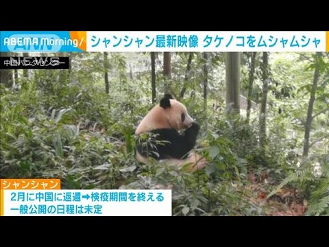 シャンシャン最新映像タケノコをムシャムシャほおばる(2023年6月27日)
