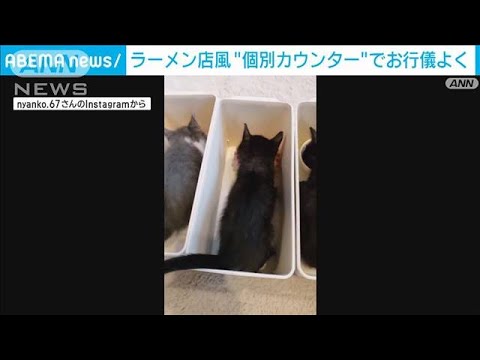 子ネコ用ラーメン店の個別カウンター 食事マナー一気に解決(2023年6月27日)