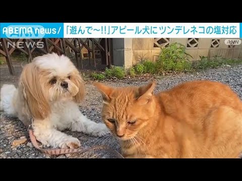 鳴き声にしっぽフリフリ猛アピールのシーズー犬ツンデレ猫の胸中は(2023年6月27日)