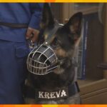 捜索中に逃げ出した警察犬クレバ号がまたお手柄行方不明の女性を分で発見で回目の表彰
