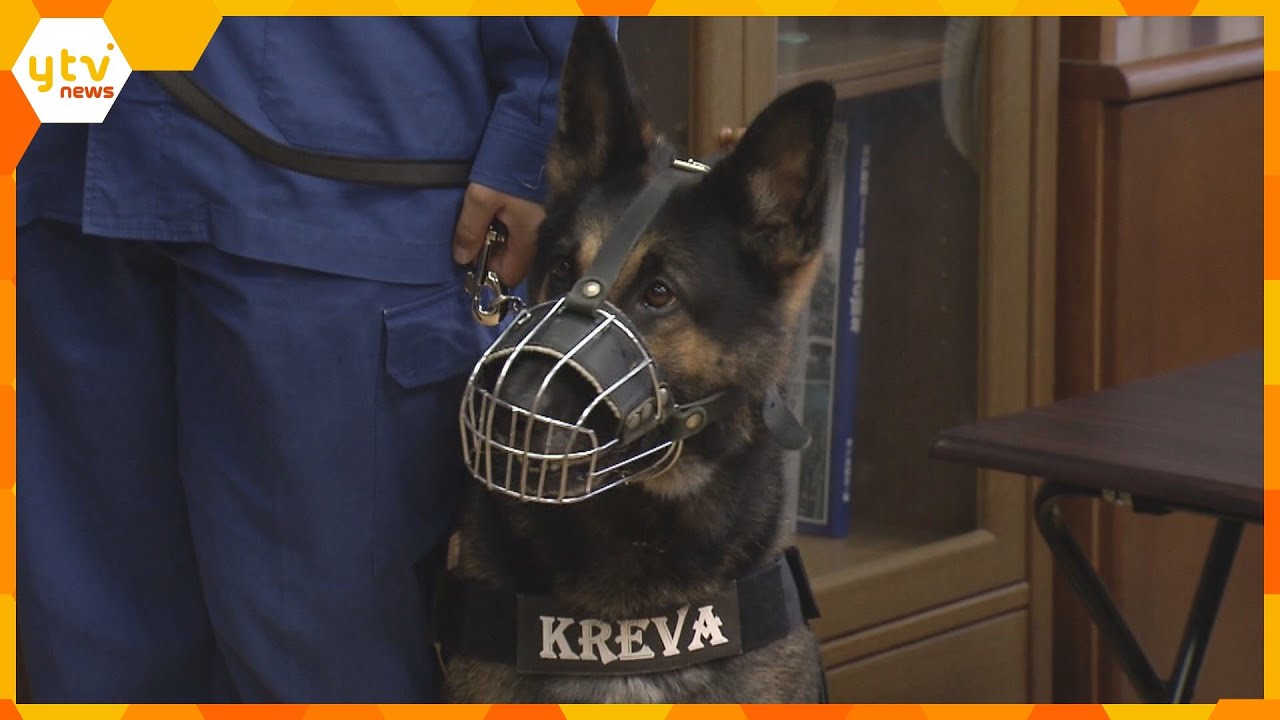 捜索中に逃げ出した警察犬クレバ号がまたお手柄行方不明の女性を分で発見で回目の表彰