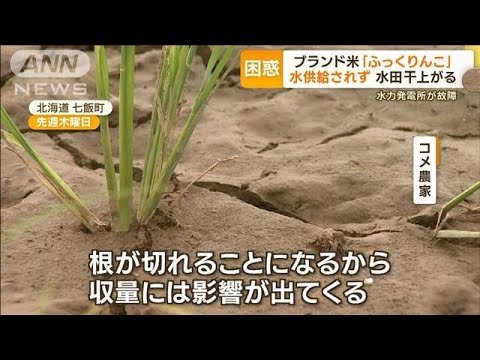 北海道のブランド米ふっくりんこ 水田干上がりピンチ 原因は水力発電所の故障(2023年6月28日)