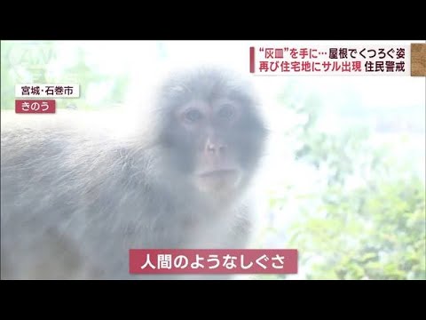 また住宅地にサルが出現まるで人のようくつろぐ姿(2023年6月28日)