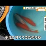 水族館の魚がほぼ全滅原因はたばこのポイ捨てか京都知っておきたい(2023年6月29日)