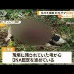 乳牛を襲撃巨大ヒグマOSO18か1618cmの足跡毛からDNA鑑定へ北海道標茶町知っておきたい(2023年6月26日)