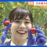 日本最大級！トマト農園に行ってきた【SUNトピ】｜TBS NEWS DIG
