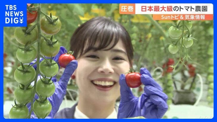 日本最大級！トマト農園に行ってきた【SUNトピ】｜TBS NEWS DIG
