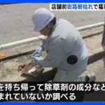 複数本あった街路樹が1本に…ビッグモーター“街路樹枯れ問題” 福岡県が土壌調査を実施｜TBS NEWS DIG