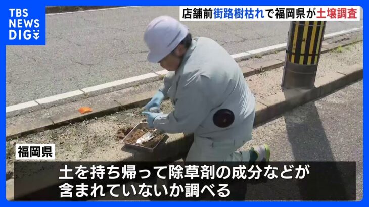 複数本あった街路樹が1本に…ビッグモーター“街路樹枯れ問題” 福岡県が土壌調査を実施｜TBS NEWS DIG