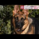 バイデン大統領の愛犬コマンダー　かみつき10件“病院送り”職員も(2023年7月26日)