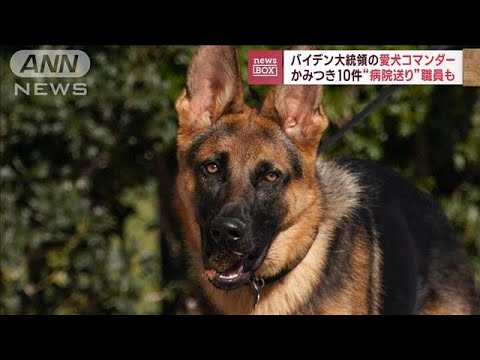 バイデン大統領の愛犬コマンダー　かみつき10件“病院送り”職員も(2023年7月26日)