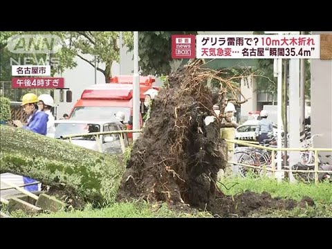 ゲリラ雷雨で？10mの大木折れる　天気急変…名古屋“瞬間35.4m”(2023年7月12日)