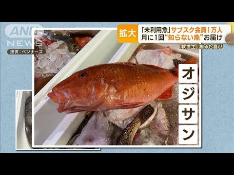 「未利用魚」サブスク会員1万人へ　月1回“知らない魚”お届け　漁師も増収「救世主」(2023年7月21日)