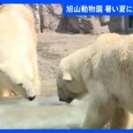 約135キロの氷をプレゼント　ホッキョクグマやニホンザルに　北海道・旭山動物園｜TBS NEWS DIG