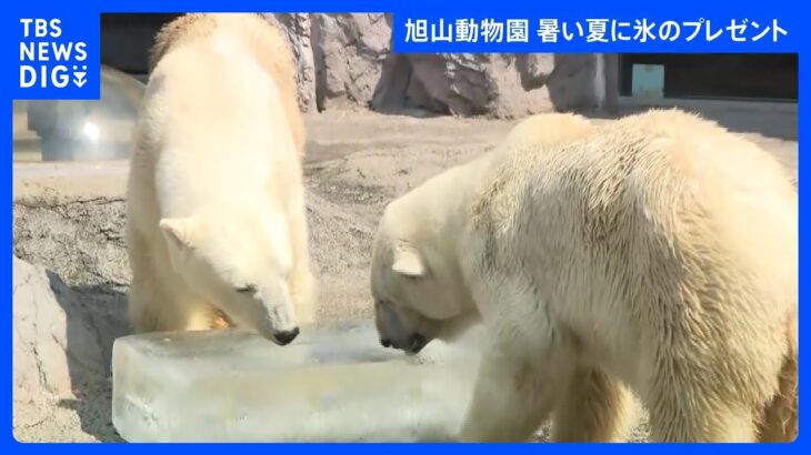 約135キロの氷をプレゼント　ホッキョクグマやニホンザルに　北海道・旭山動物園｜TBS NEWS DIG