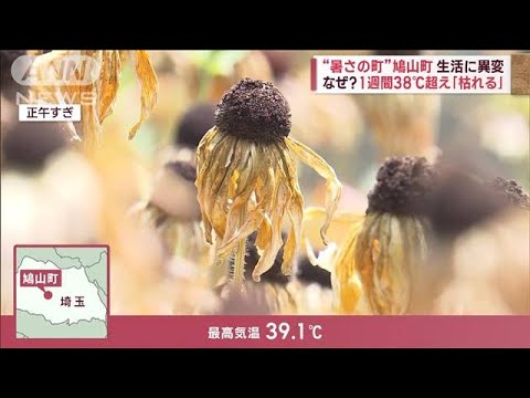 なぜ?“暑さの町”鳩山町 1週間38℃超え「枯れる」　容体急変「熱中症」の注意点は(2023年7月31日)