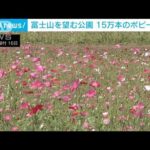 “春の花”ポピーが今見ごろ　富士山バックに15万本満開　山梨・山中湖村(2023年7月16日)