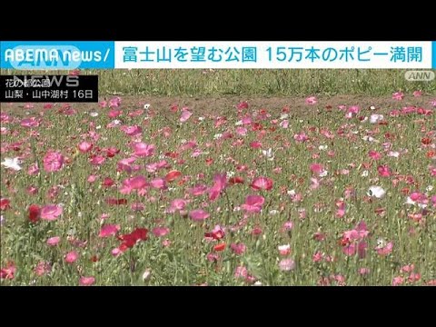 “春の花”ポピーが今見ごろ　富士山バックに15万本満開　山梨・山中湖村(2023年7月16日)