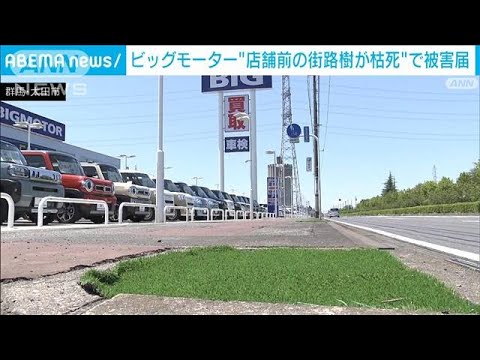 群馬のビッグモーター店舗前で街路樹17本が枯死　県土木事務所が被害届(2023年7月25日)