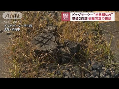 ビッグモーター“街路樹枯れ”愛媛2店舗　衛星写真で確認(2023年7月27日)