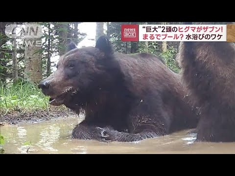 “巨大”2頭のヒグマがザブン！巨体から熱逃せず？水浴びのワケ(2023年7月28日)