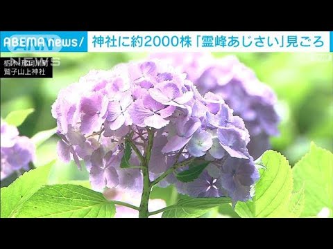2000株の霊峰あじさいが見ごろ栃木鷲子山上神社(2023年7月2日)