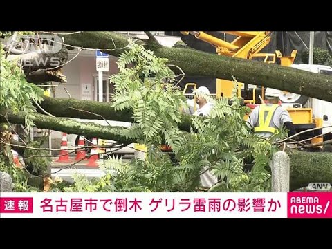 【速報】名古屋市で倒木　ゲリラ雷雨の影響か(2023年7月12日)