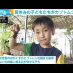 夏休み 子どもたちがカブトムシ採り体験(2023年7月24日)