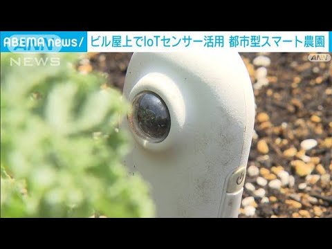 都市型スマート農園　ビルの屋上でも就農(2023年7月26日)