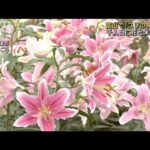 富山でユリの見本園千人目に花と米を贈呈(2023年7月9日)