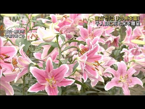 富山でユリの見本園千人目に花と米を贈呈(2023年7月9日)