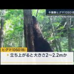 立ち上がると大きさ2～2．2mか　ヒグマ『OSO18』カメラが捉えた(2023年7月19日)