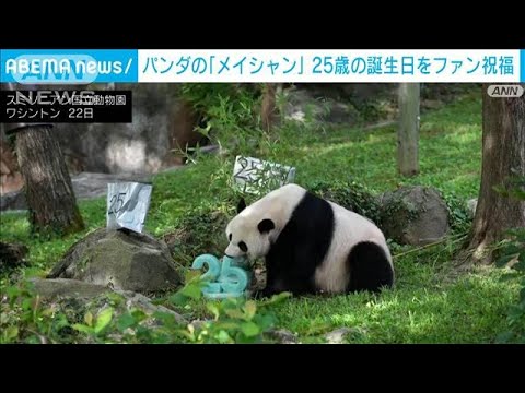 パンダの「メイシャン」25歳の誕生日をファン祝福　ケーキを豪快に食べる姿　米動物園(2023年7月23日)