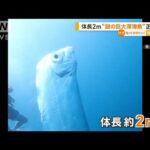 体長2m“謎の巨大深海魚”台湾沖で直立泳ぎ　専門家「リュウグウノツカイではなく…」【知っておきたい！】(2023年7月20日)