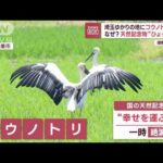 埼玉ゆかりの地にコウノトリ3羽天然記念物がひょっこりなぜ(2023年7月11日)