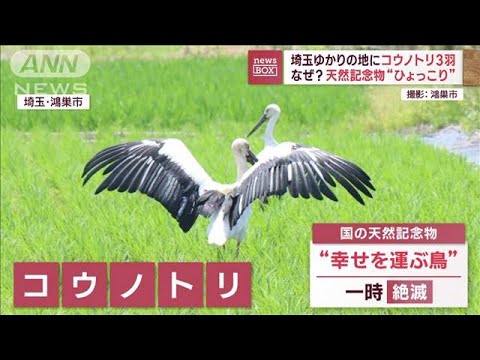 埼玉ゆかりの地にコウノトリ3羽天然記念物がひょっこりなぜ(2023年7月11日)