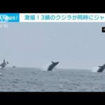 激撮！3頭のクジラが同時にジャンプ　米マサチューセッツ(2023年7月29日)